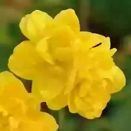 Pencrebar